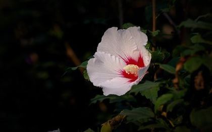 《汤妇蒂芙尼》在线观看