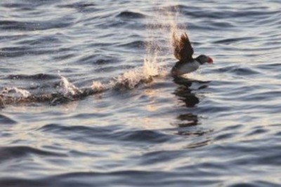 古惑仔1人在江湖