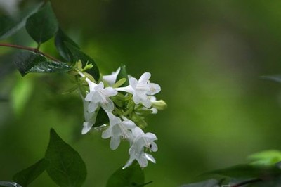 悠悠寸草心免费观看