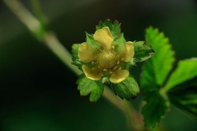 插翅难飞陆进