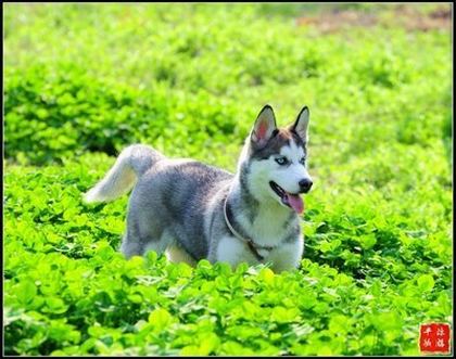 日产特黄极