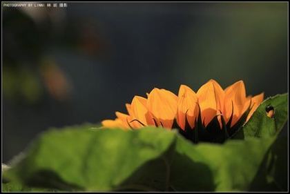 桃花仙洞芳草萋萋免费观看