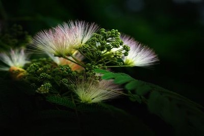 樱 花动漫