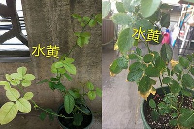 樱花动漫旧入口