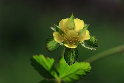 混沌剑神成为太尊