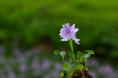 电锯人樱花