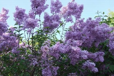 粉黛乱子草花海视频