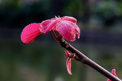 老男人娶了黄花大闺女大结局