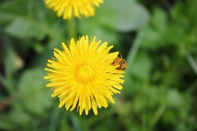 芒果回家视频网页版