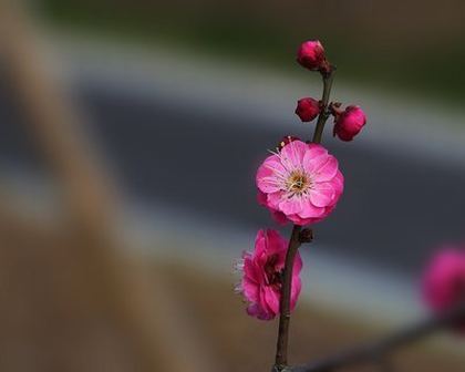 虫虫助手下载